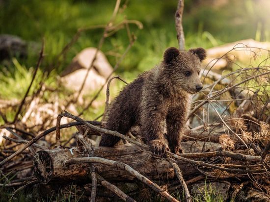Комитет по природопользованию разрешил убрать медведей из Конново