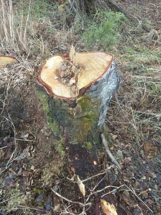  На лесосеке в Бурятии срубили «лишние» деревья