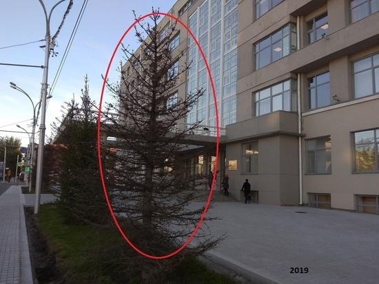 Ёлки у здания Правительства Новосибирской области превратились в палки