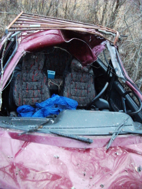 Лоси на Смоленщине устраивают ДТП, а вдоль трассы М-1 гуляет медведь