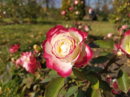 Луганск украсили 4000 кустами роз