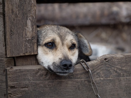 На Урале оштрафовали женщину с коронавирусом, вышедшую во двор покормить собаку