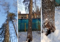 Экоактивистка из новосибирского Академгородка Наталья Прийдак опубликовала на своей странице в социальных сетях пост, в котором обвинила собак в уничтожении городских лесов.