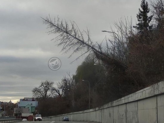 В Пензе над дорогой угрожающе наклонилась большая ель
