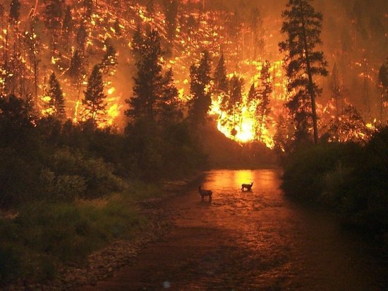 Больше 7 тысяч гектаров леса горит в Забайкалье