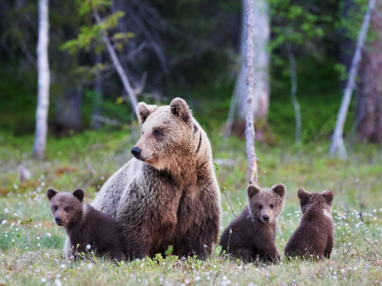 Комитет по природопользованию принял решение не убивать медведей в деревне Конново