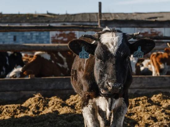    Владимирский фермер нарушал права коров и не только