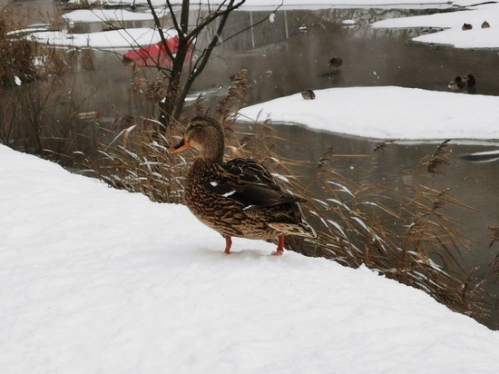 Сало, семена тыквы и шиповник: чем правильно подкармливать птиц этой зимой в Петербурге