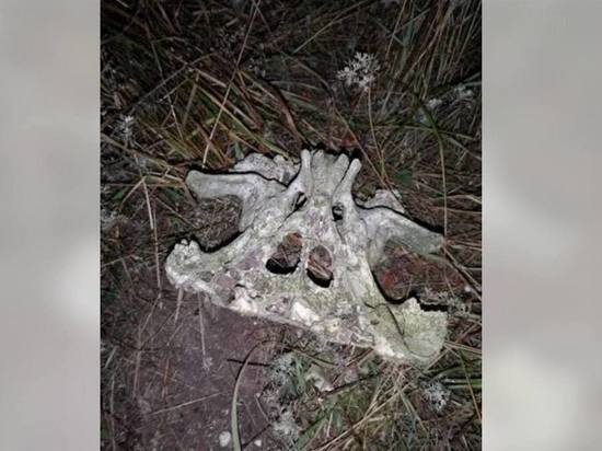 Житель Крыма выставил на продажу "череп инопланетянина"