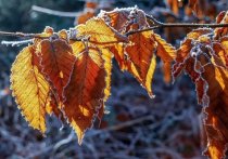 В четверг, 11 ноября, в Белгородской области ожидается сильное похолодание