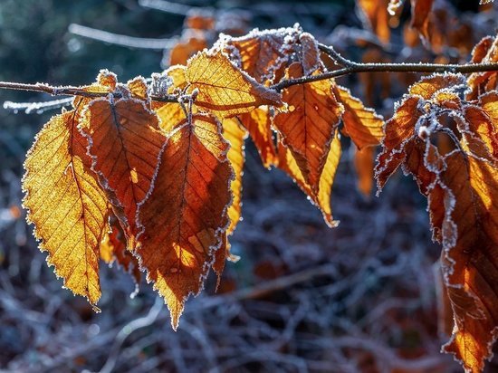  11 ноября в Белгородской области похолодает до 9 градусов мороза