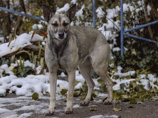 В Пензе планируют расширить приют для бродячих собак