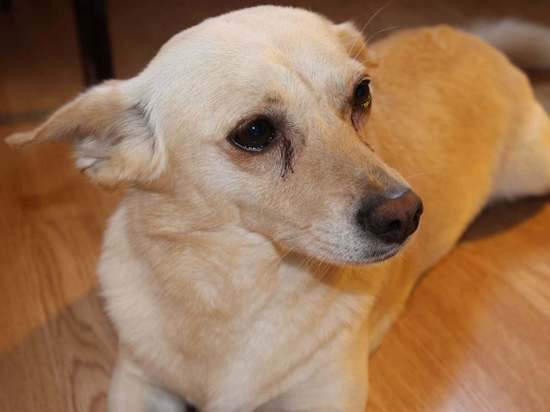 В Волгограде пропала 14-летняя собака по кличке Чарлик