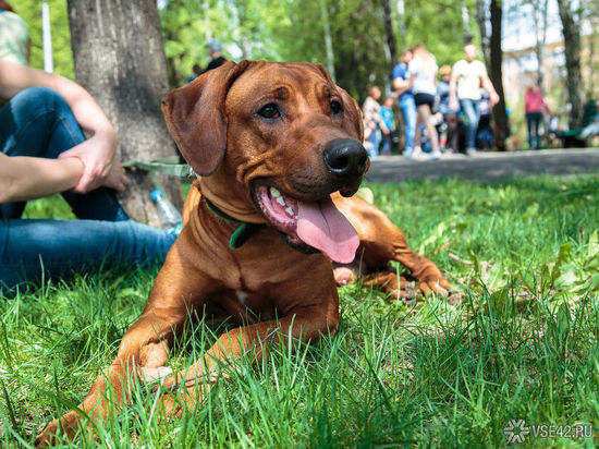 В Новокузнецке владельцы собак должны сами найти места для их выгула