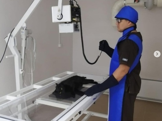 Долгожданный рентген-кабинет для животных откроется в ближайшие дни в Ноябрьске