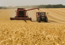 Сельхозпроизводителям Белгородской области возместят часть затрат на производство зерновых культур, которые были реализованы в 2021 году