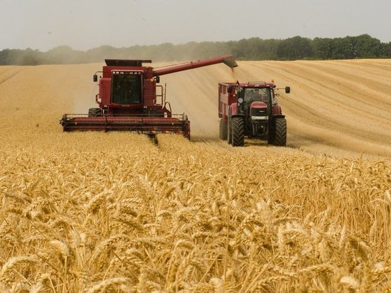 На поддержку белгородских производителей зерновых культур направили 299 млн рублей