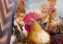 Агентство «Киодо» пишет, что в префектуре Кагосима нашли несколько мертвых птиц, зараженных штаммом H5 птичьего гриппа