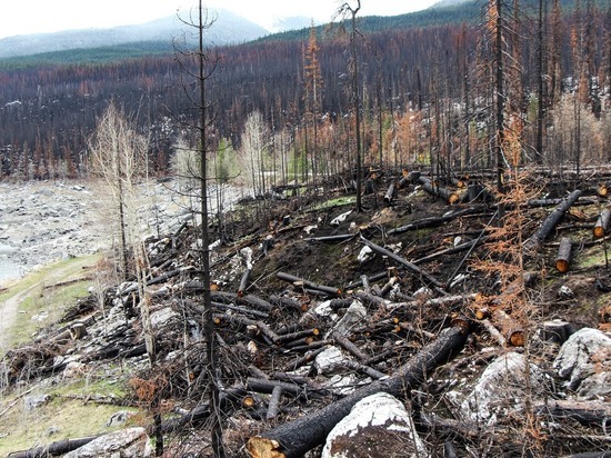 Трутнев назвал Забайкалье «чемпионом» по нарушению законов в лесах