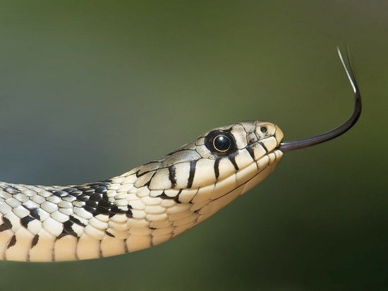 В подъезде жилого дома в Москве обнаружили змею
