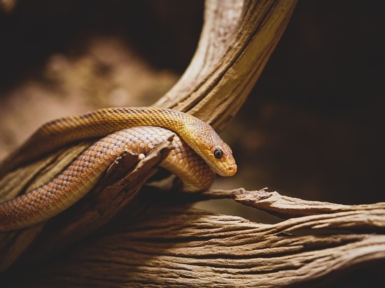 Змею поймали в жилом доме в Чите