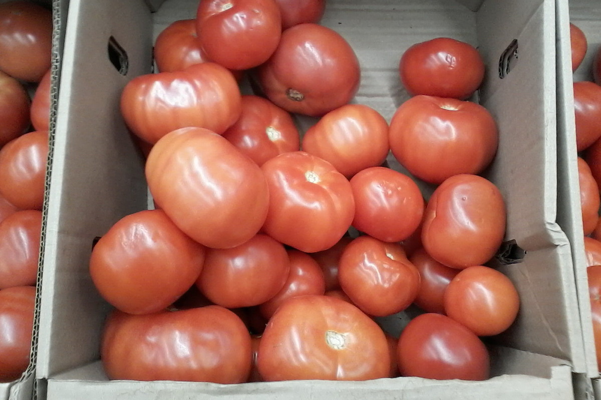 Помидоры 500 рублей. Саратовские помидоры. Помидоры стоимость. Сколько стоит 1 кг помидоров.