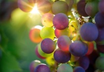 Виноград является источником полифенолов и клетчатки, говорится в исследовании Центра питания человека в Медицинской школе Дэвида Геффена при Калифорнийском университете