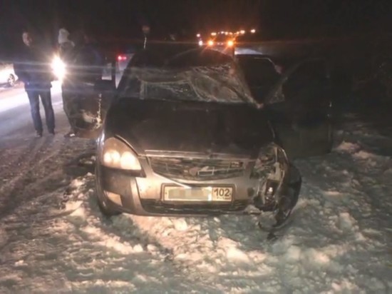 Один человек погиб при наезде легковушки на лося в Башкирии
