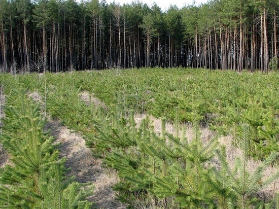 Губернатор Островский ратует за восстановление смоленских лесов