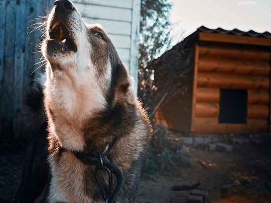 В Новосибирске стая агрессивных собак искусала несколько человек