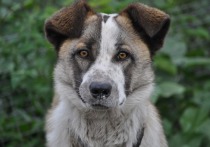 В Красноярске власти запланировали аукционы по отлову собак на следующий, 2022 год. На эти цели будет выделено около 4,5 миллиона рублей.