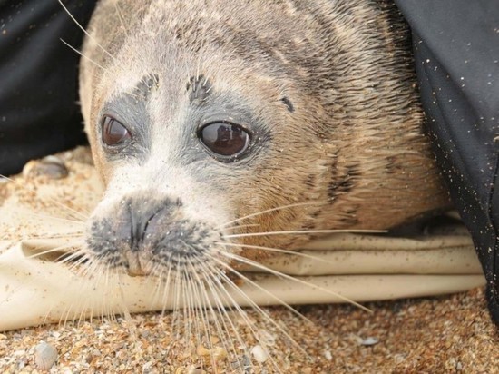 Учёные стран Прикаспия объединяются для спасения  тюленя