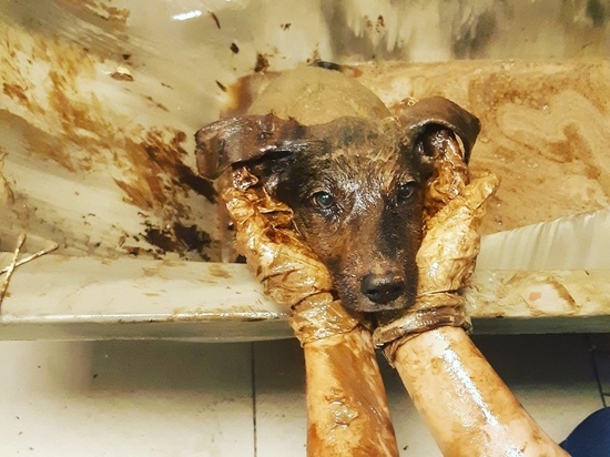 В смоленском приюте «Верность» спасли Пирожка, упавшего в яму с битумом