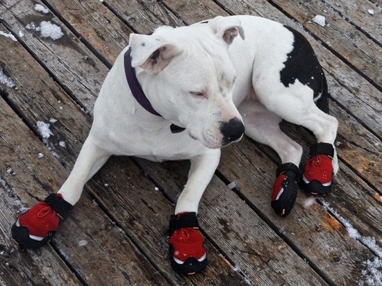 Врач рассказал, почему зимой надо надевать городским питомцам обувь