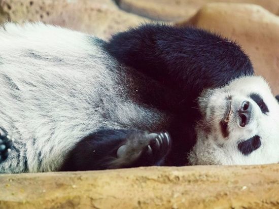 Заселение панд и расширение: в Ленинградском зоопарке ответили на вопросы о планах на будущее