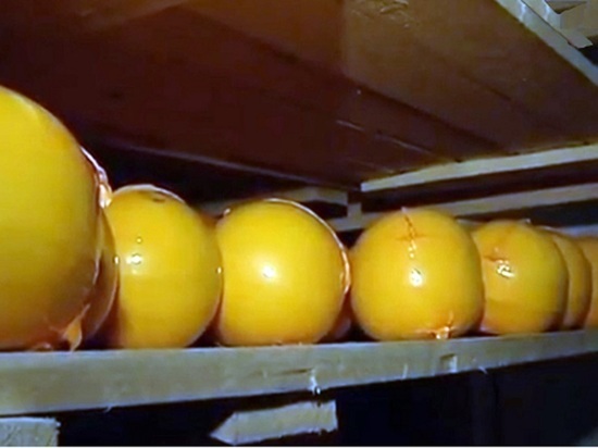Вохомские сыровары наращивают производство костромского сыра на новом оборудовании
