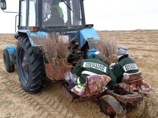 В лидерах: Астраханская область на 100% реализовала проект "Сохранение лесов"