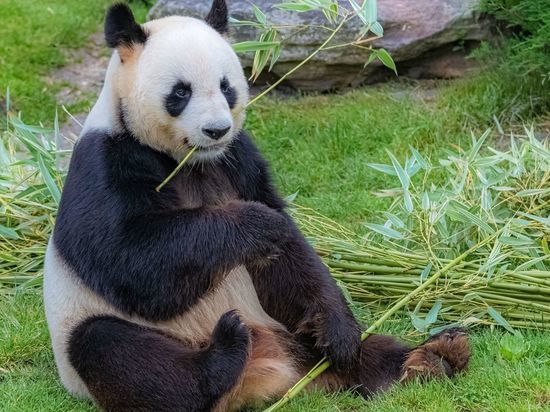 Малинкович предложил поселить в Ленинградском зоопарке панду с бурым медведем