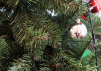 Волжанка лишилась более 19 тысяч рублей, приобретая новогоднюю елку в социальной сети.