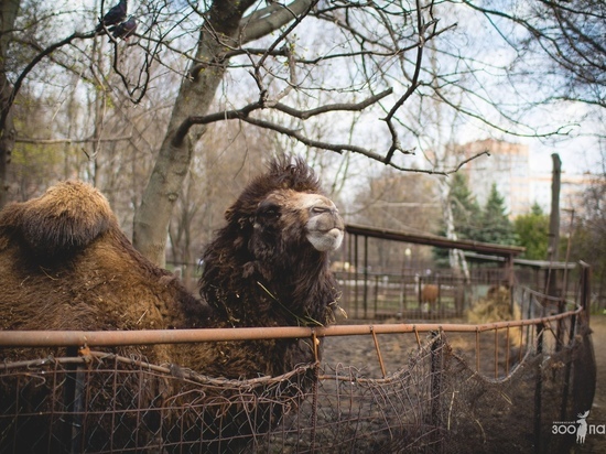 Пензенский зоопарк объявил о переходе на зимний режим работы
