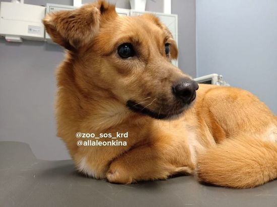 В новосибирской ветклинике собаке из Краснодара впервые вживили сразу 4 протеза лап