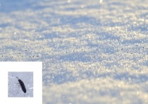 Обилие глетчерных или «снежных» блох удивило жителей новосибирского Академгородка; в социальных сетях уже высказываются опасения, что это признак разрушения существующей экосистемы.