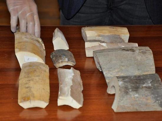 Контрабандные останки мамонта были переданы в музейный фонд Забайкалья