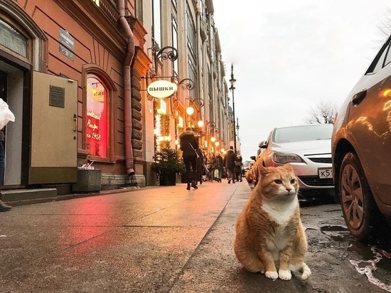 Котокультурная столица: самые известные коты Петербурга