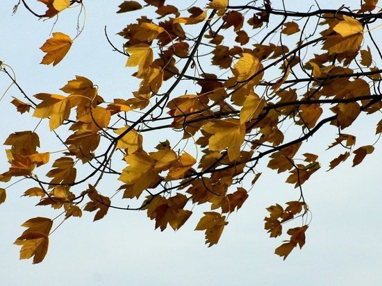 18 ноября в Белгородской области будут порывы ветра до 12 м/с