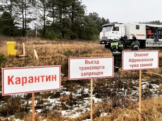 Зараженные свиньи и карантин: в Карелии прошли необычные учения