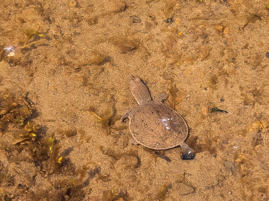 В Хабаровском крае озеро с уникальными черепахами оказалось в опасности