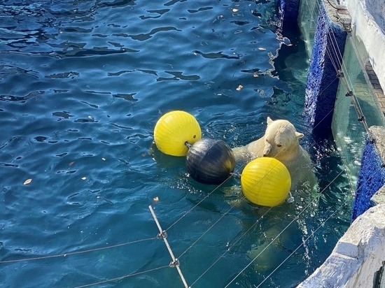 День рождения белого медведя в зоосаде под Хабаровском отметят конкурсом