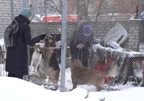 В Барнауле пенсионерка Людмила Корниенко долгое время пристраивает бездомных собак
