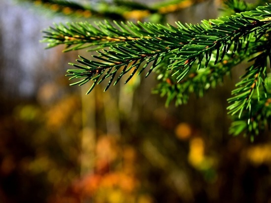 В Горловке мародеры выкопали из клумбы редкую породу елей